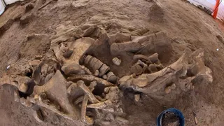 В Якутии нашли останки самых древних скелетных животных