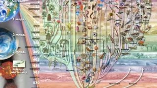 «Древо жизни» из микроорганизмов составили американские биологи