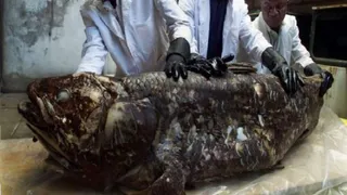 В Южной Африке нашли самую древнюю сухопутную рыбу