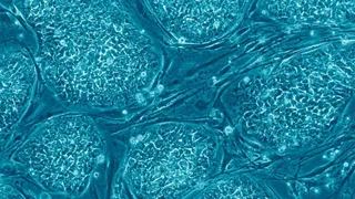 С помощью 3D принтера ученым удалось напечатать живые клетки