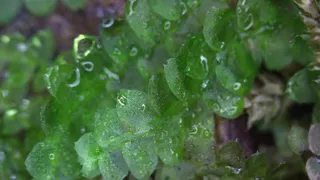 В России столкнулись с новым уникальным видом мха