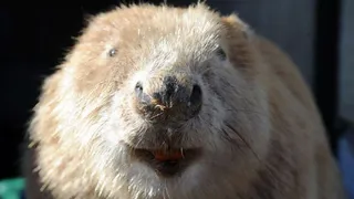 Палеонтологи из США нашли останки самого древнего грызуна