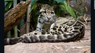 В Соединенных Штатах создают «замороженный зоопарк»