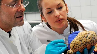 Ученым удалось вырастить в лаборатории взрослый мозг 