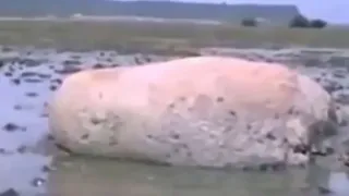 Неизвестное животное обнаружили на берегу в Японии после цунами