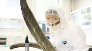 Причина вымирания мамонтов определена: во всем виноваты охотники