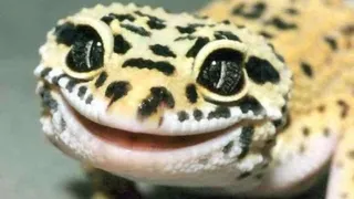 5 смертей на борту «Фотон-М4»