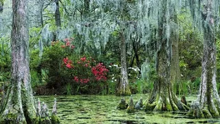 Проклятие комплекса болот Манчак (штат Луизиана, США)