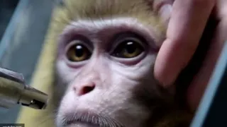 Роскосмос планирует отправить на Марс обезьян 