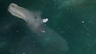 Недалеко от побережья Кофру засняли странное существо 