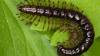 На Алтае обнаружили новый вид живого существа