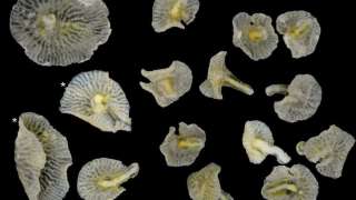 Новую форму жизни нашли ученые – морские грибы