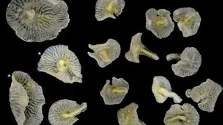 Новую форму жизни нашли ученые – морские грибы