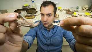 Австралийские археологи обнаружили останки древней огромной крысы