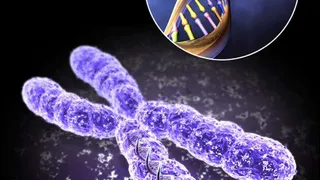 В 2017 году ученые будут редактировать геном человека