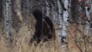 Охотнику удалось заснять на камеру йети