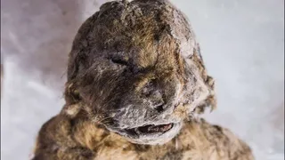 Ученые из Якутии будут клонировать пещерных львов 