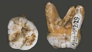 Молекулярные антропологи нашли нового предка человека 