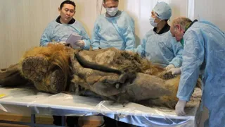 Якутия – центр внимания палеонтологов со всего Мира 