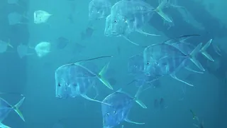 Ученые выяснили, почему рыбы становятся невидимыми, когда погружаются в глубины открытого океана 