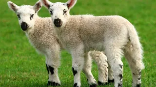 КНР собирается соорудить крупнейший в мире Центр клонирования животных 