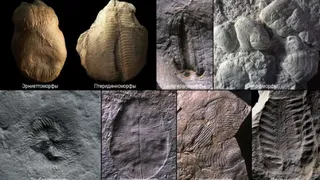 Ученые из Сибири назвали дату первой массовой гибели живых существ