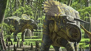 В Северной Америке палеонтологи нашли останки новых рогатых динозавров  