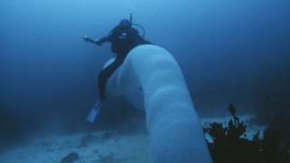 Странные обитатели подводного царства – «пиросомы» 