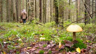 Почему мужчины лучше ориентируются в пространстве