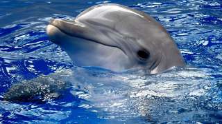 Дельфины отчетливо видят человека под водой