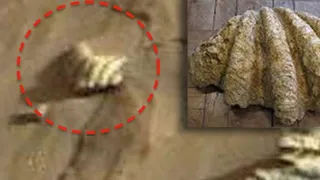На фотографиях Марса уфологи нашли ракушку 