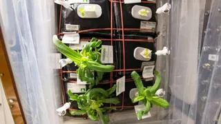 Члены экипажа МКС наблюдают за развитием циннии в невесомости 