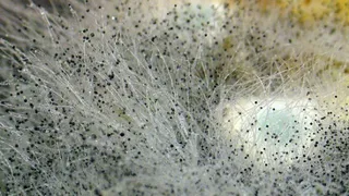 Доставку грузов на МКС отложили из-за черной плесени