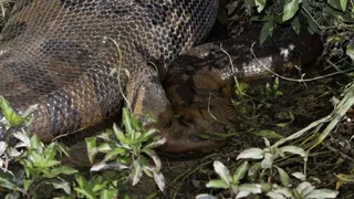 В Бразилии нашли самую крупную анаконду 