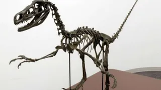 На территории Японии нашли останки седьмого динозавра