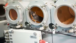 РАН и грандиозная мышиная экспедиция в космос 