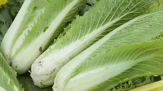 На МКС собираются вырастить капусту 