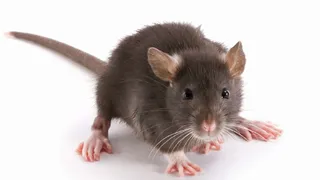 В космосе впервые вырастили эмбрионов