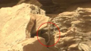 Новый обитатель Марса