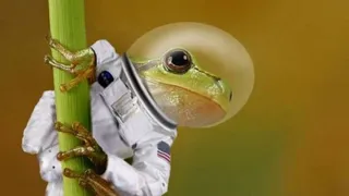 Лягушки в космосе