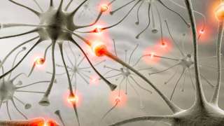 Биолог выращивают мозг в пробирке