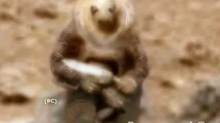 Воинственный инопланетянин хочет уничтожить марсоход 