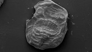 Китайским исследователям удалось найти окаменелые останки предка человека, возрастом около 540 000 000 лет