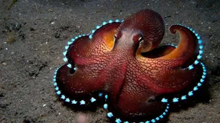 По мнению ученых, осьминоги попали на Землю из космоса