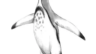 Палеонтологами обнаружены окаменелые останки пингвина, возраст которого около 60 млн лет