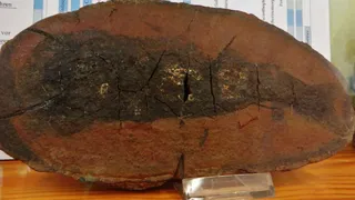 Человек мог произойти от акулы