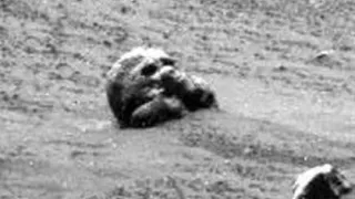 На Луне был обнаружен уникальный объект, похожий на голову животного