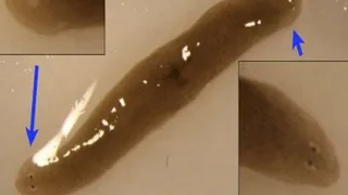 Ученые привезли c МКС на Землю двухголового червя-мутанта