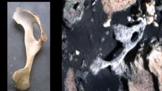 Марсоход «Curiosity» обнаружил на Красной планете окаменелые кости