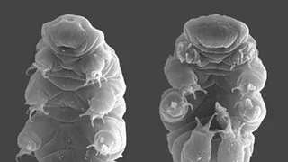 Ученые назвали животное, которое доживет до "конца света"